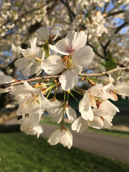 Cherry Trees