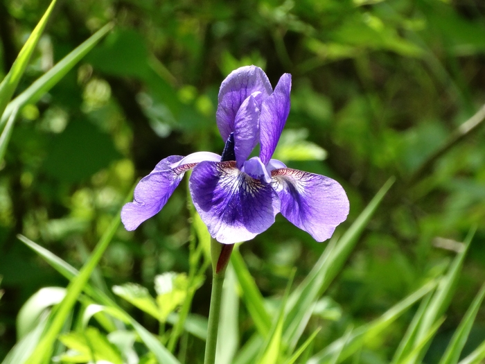 Wahkeena Nature Preserve