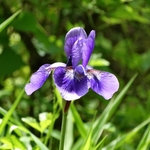 Wahkeena Nature Preserve