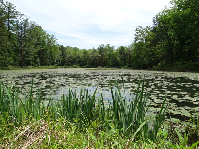 Wahkeena Nature Preserve