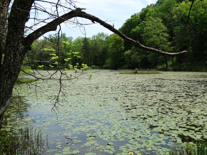 Wahkeena Nature Preserve