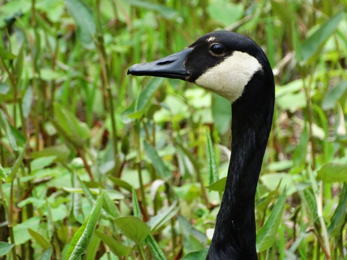 Wahkeena Nature Preserve