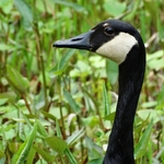 Wahkeena Nature Preserve, Sugar Grove, Ohio - 5/21/2021