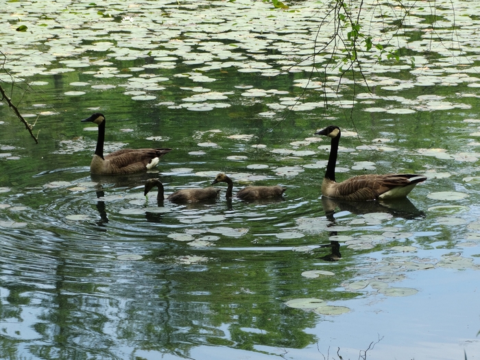 Wahkeena Nature Preserve