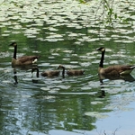 Wahkeena Nature Preserve