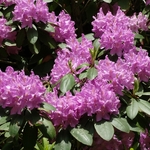 Wahkeena Nature Preserve