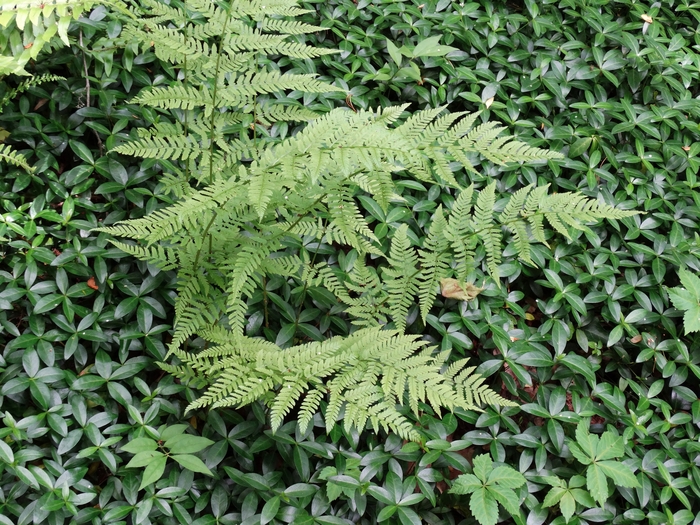 Wahkeena Nature Preserve