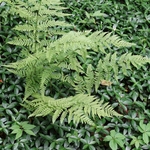 Wahkeena Nature Preserve