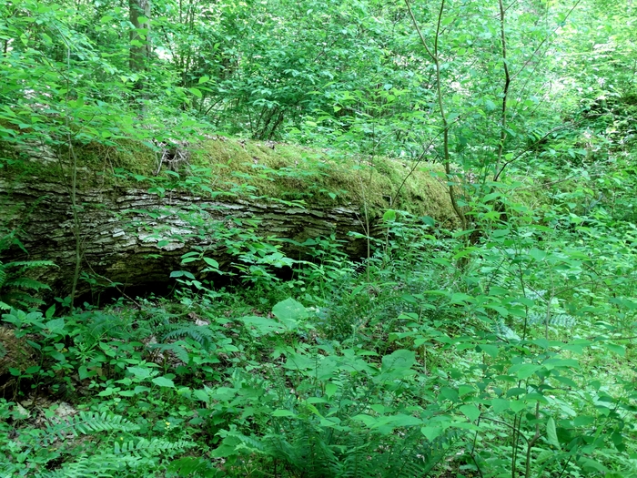 Wahkeena Nature Preserve