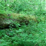 Wahkeena Nature Preserve