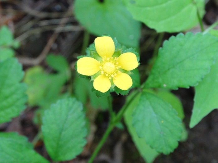 Wahkeena Nature Preserve