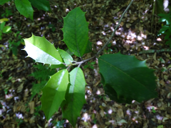 Wahkeena Nature Preserve