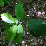 Wahkeena Nature Preserve