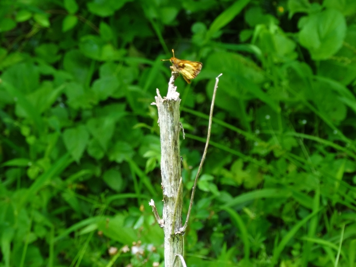 Wahkeena Nature Preserve