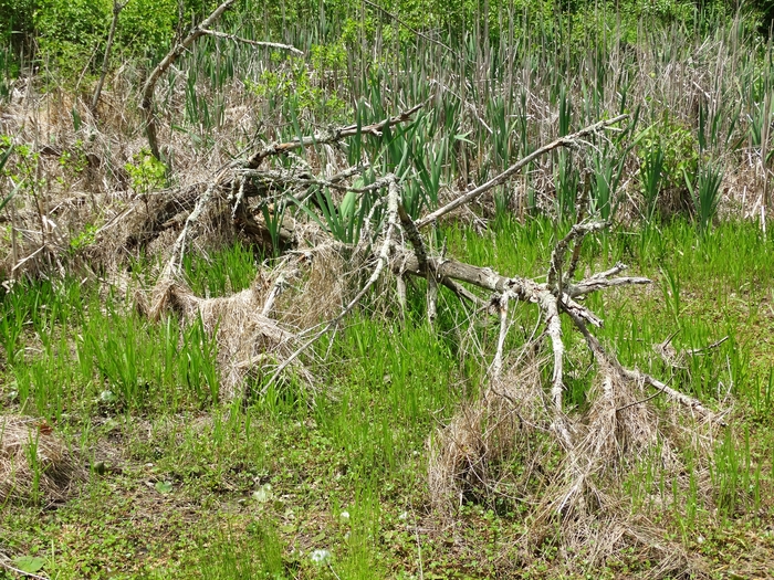 Wahkeena Nature Preserve