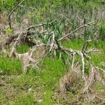 Wahkeena Nature Preserve