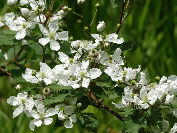 Wahkeena Nature Preserve