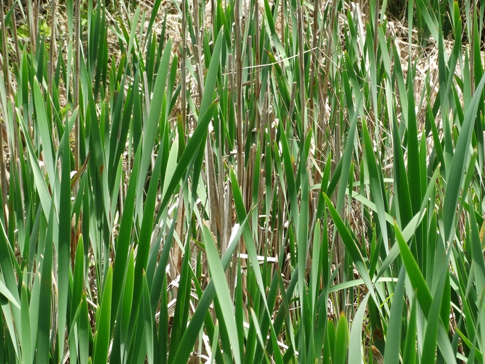 Wahkeena Nature Preserve