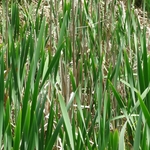 Wahkeena Nature Preserve