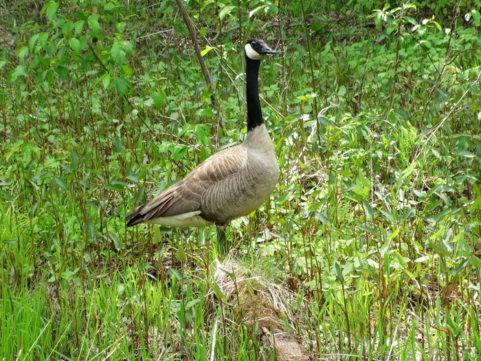 Wahkeena Nature Preserve