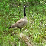 Wahkeena Nature Preserve