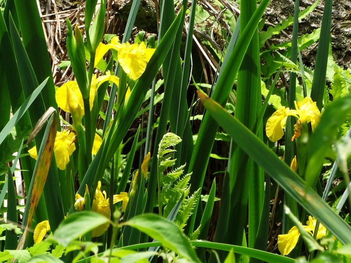 Wahkeena Nature Preserve