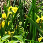 Wahkeena Nature Preserve