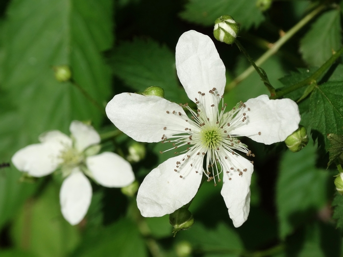Wahkeena Nature Preserve