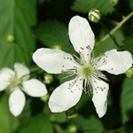 Wahkeena Nature Preserve