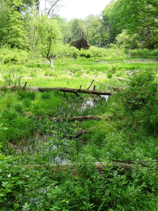 Wahkeena Nature Preserve