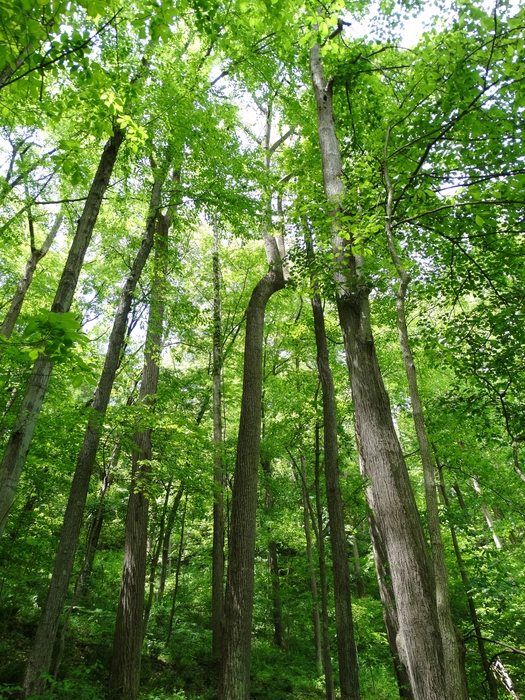 Wahkeena Nature Preserve