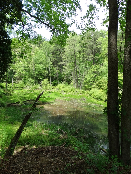 Wahkeena Nature Preserve