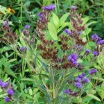 Scioto Audubon Metro Park