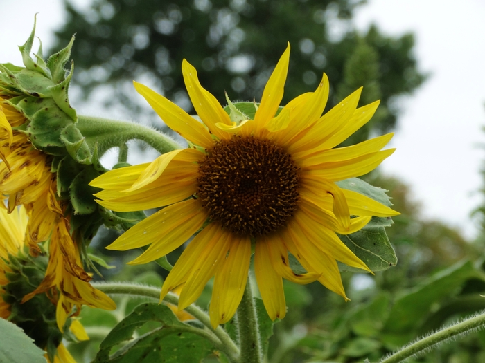 Twenty-Two Acres Farm