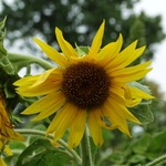>Twenty-Two Acres Farm