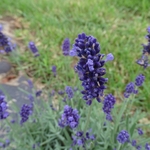 >Twenty-Two Acres Farm