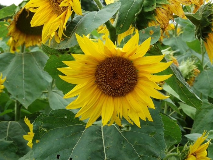 Twenty-Two Acres Farm