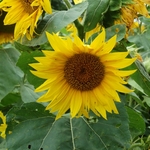 >Twenty-Two Acres Farm