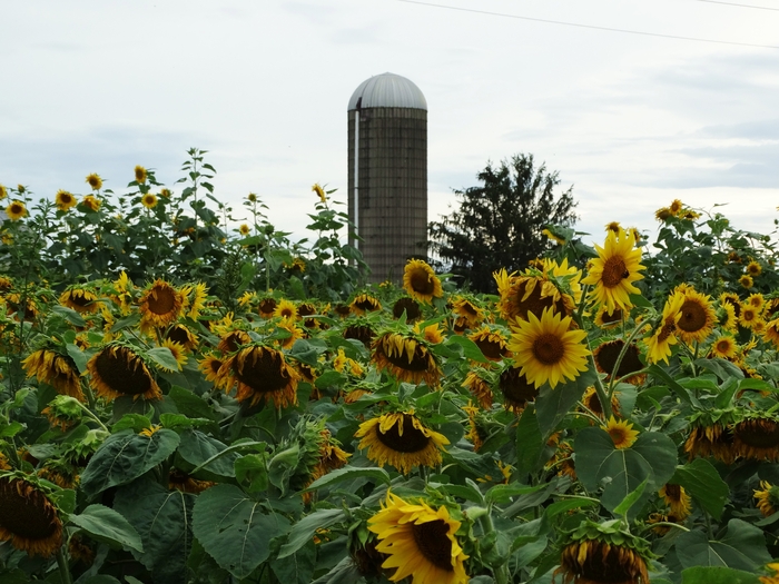 Twenty-Two Acres Farm