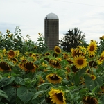>Twenty-Two Acres Farm