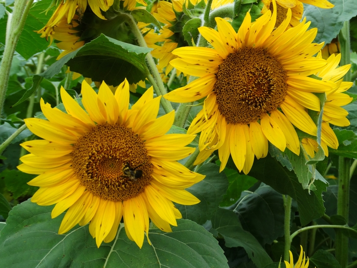 Twenty-Two Acres Farm