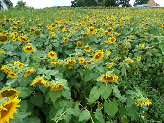 Twenty-Two Acres Farm