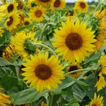 >Twenty-Two Acres Farm