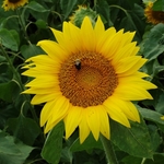 >Twenty-Two Acres Farm