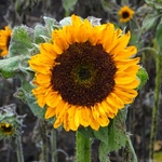 >Twenty-Two Acres Farm