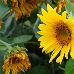 >Twenty-Two Acres Farm