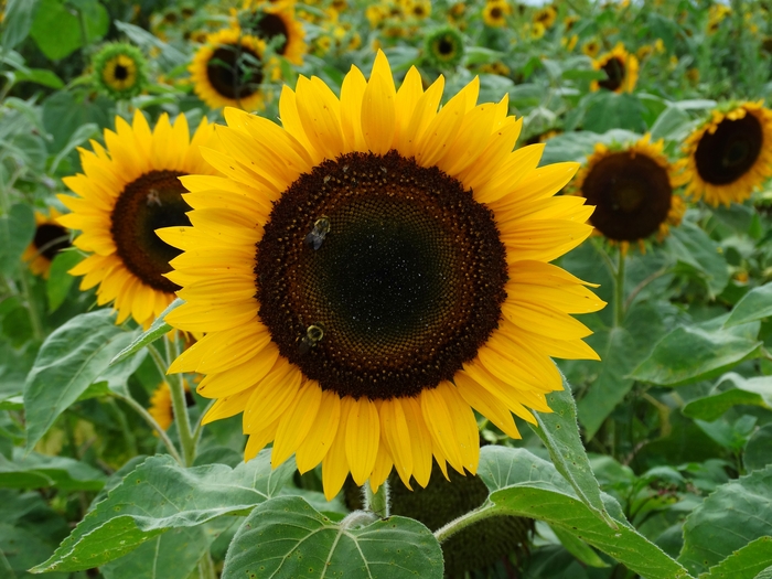 Twenty-Two Acres Farm