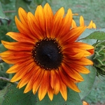 >Twenty-Two Acres Farm