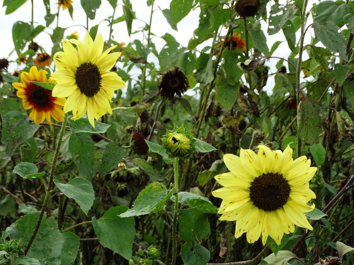 Twenty-Two Acres Farm
