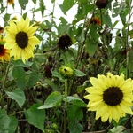 >Twenty-Two Acres Farm